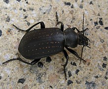 Calosoma auropunctatum.