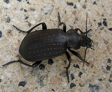 Calosoma_auropunctatum