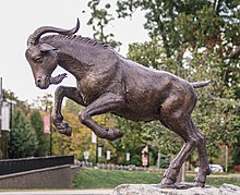 Gompei the Goat Gompei the Goat, Worcester Polytechnic Institute (WPI).jpg