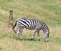 Equus Quagga