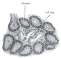 Kasos pūslelės (alveolės)