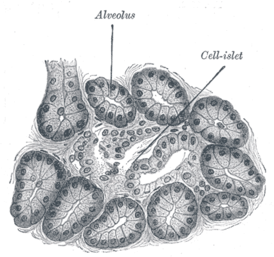 Pancreas del cane.  250x.