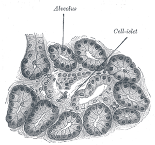 Alveolar gland