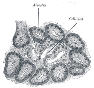 Acini Meaning In English