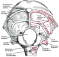 Gray 129 - Os Occipital - Surface-externe.png
