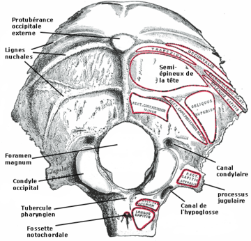 File:Gray 129 - Os Occipital - Surface-externe.png