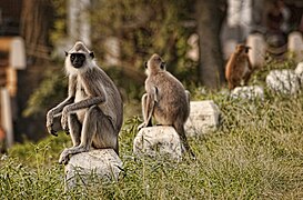 Gray langur