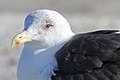 Great Black-backed Gull - Larus marinus, Chincoteague National Wildlife Refuge, Chincoteague, Virginia - 31167687661.jpg