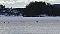 Great Black-backed Gulls (Larus marinus) and Hooded Crows (Corvus cornix) - Bærum, Norway 2021-03-15.jpg