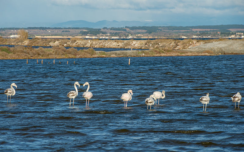 File:Greater Flamingos, Lido de Thau, Sète 05.jpg