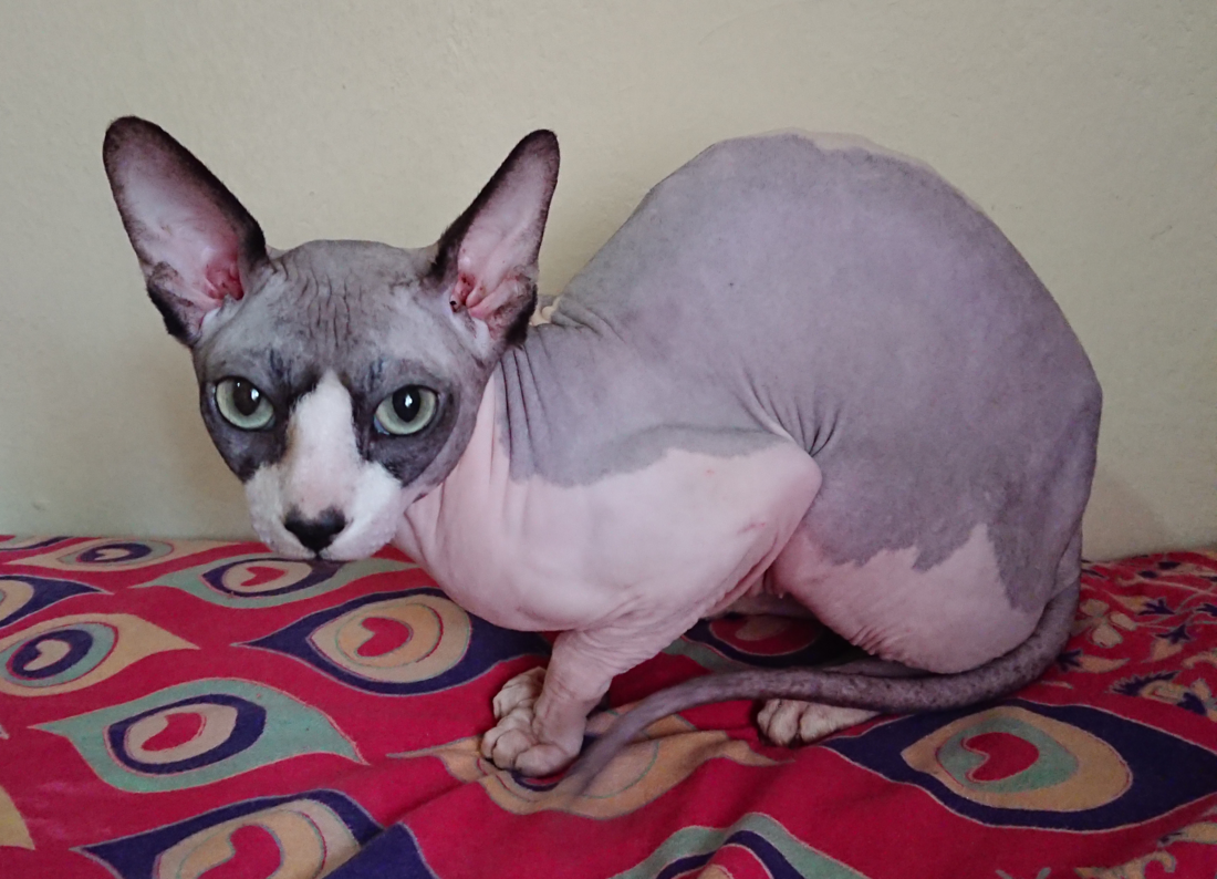 Sphynx