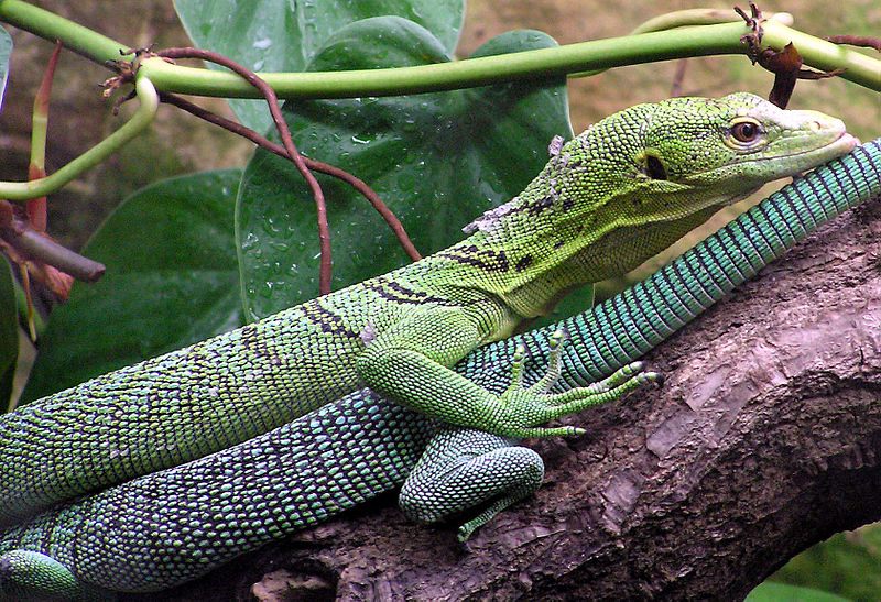صورة:Green.tree.monitor.lizard.arp.jpg