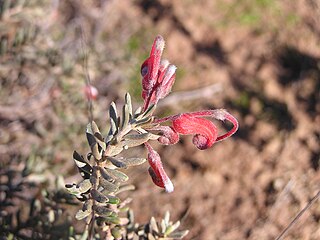 <i>Grevillea pythara</i> Species of shrub in the family Proteaceae endemic to Western Australia