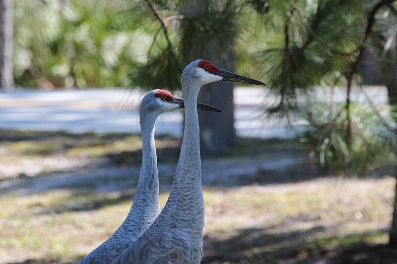 File:Grus canadensis (Sandhill Crane) 10.jpg