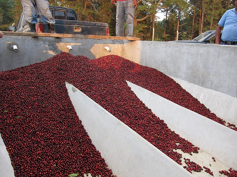 File:Guatemala 2011 228 - San Martín Jilotepeque Coffee Harvest.jpg