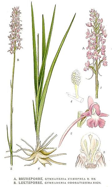 Muggenorchis