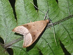 Gymnobathra hyetodes 111851715.jpg