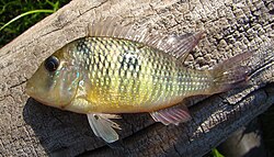 Gymnogeophagus gymnogenys.jpg