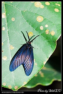 <i>Gynautocera rubriscutellata</i> Species of insect