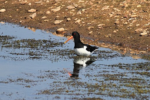 Haematopus ostralegus -Brandon Marsh, Warwickshire, England-8