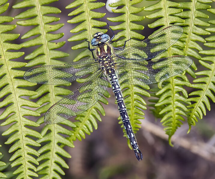 File:Hairy dragonfly (Brachytron pratense) male Burren.jpg