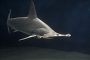 Молотоголовая акула (Кархаринообразные)