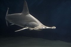 The shape of the hammerhead shark's head may enhance olfaction by spacing the nostrils further apart. Hammerhead shark.jpg
