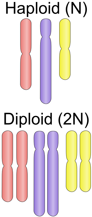 <span class="mw-page-title-main">Ploidy</span> Number of sets of chromosomes in a cell