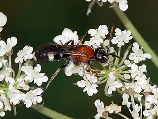 Gorytini tribe of insects