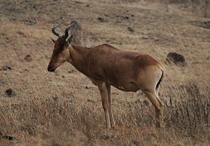 Kongoni hartebeest (Alcelaphus cokii) in de Ngorongoro krater