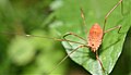 Harvestmen, Opiliones sp.