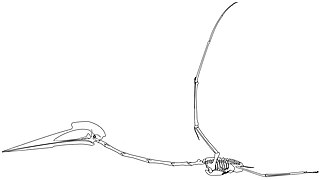 June 13: Skeletal reconstruction of Hatzegopteryx.