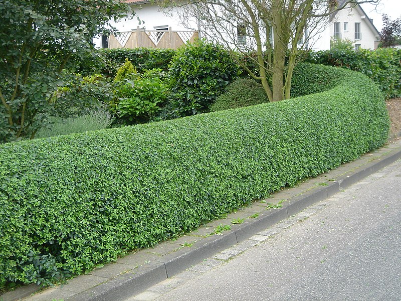 File:Hecke Liguster hc.JPG