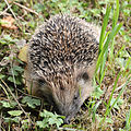 Hedgehog 17.jpg