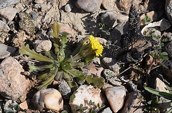 Hedypnois rhagadioloides (Hédipnoïs de Crète, Lunel Nord)