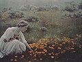 Helen MacGowan Cooke picking California golden poppies