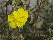 Helianthemum syriacum