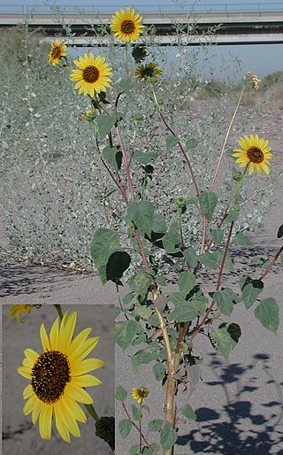 <i>Helianthus anomalus</i> Species of sunflower