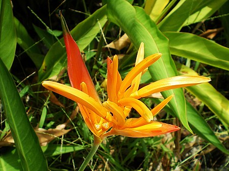 ไฟล์:Heliconia_psittacorum_-_Belém,_Pará.jpg