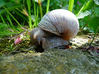 Улитки виноградные где. Улитка Helix pomatia. Виноградная улитка. Улитка Виноградная улитка. Виноградная улитка поматия.