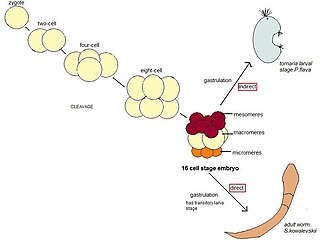 Schematic of embryonic cleavage and development in P. flava and S. kowalevskii Hemichordate development.jpg