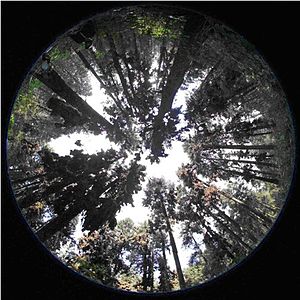 Hemispherical photograph used to study microclimate of winter roosting habitat at the Monarch Butterfly Biosphere Reserve, Mexico. Hemiphoto monarch habitat1.jpg
