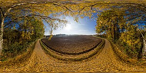 HerbstBirke 360° Ansicht