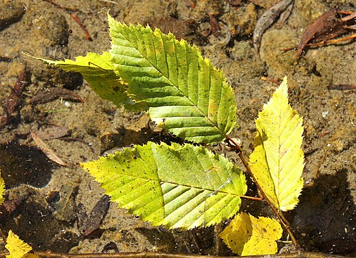 Laub der Ulme / Leaves Ulmaceae