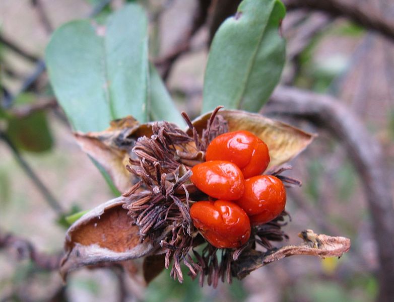 File:Hibbertia scandens 2.jpg