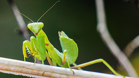 Hierodula patellifera