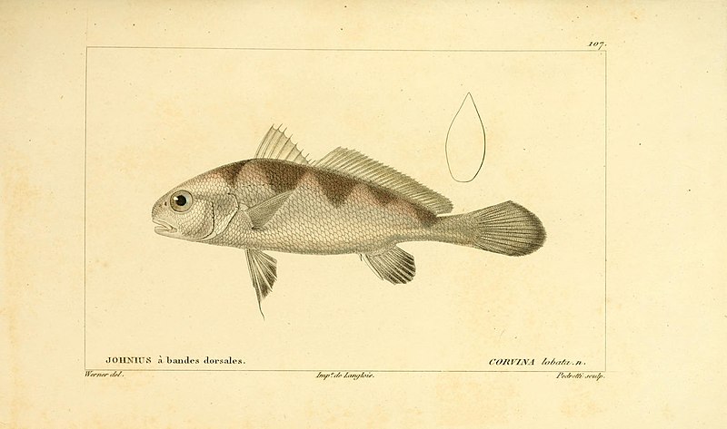 File:Histoire naturelle des poissons (Pl. 107) (7949999602).jpg