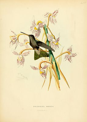 Gray broad-billed hummingbird illustrated by Paul Eugène Mesplès (1849–1924)