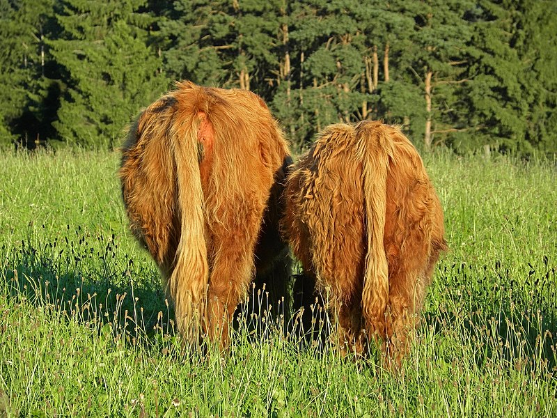 File:Hochlandrinder im Mühlviertel, Oberösterreich.jpg