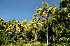 Howea forsteriana Lord Howe Island.jpg